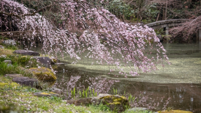 Kyoto Imperial Palace Park cherry blossoms spacious hanami spot Kyoto spring