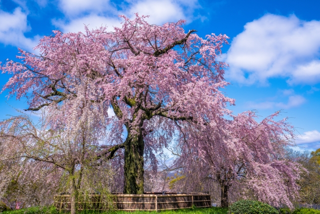 Maruyama Park Kyoto cherry blossoms famous hanami spot Gion sakura Kyoto spring