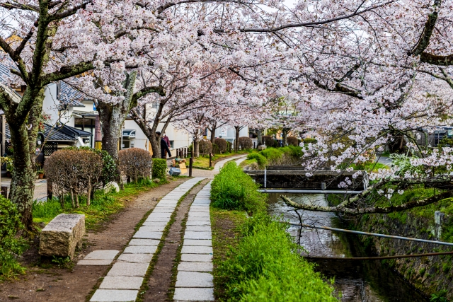Philosophers Path Kyoto cherry blossom walkway sakura tunnel Kyoto sightseeing