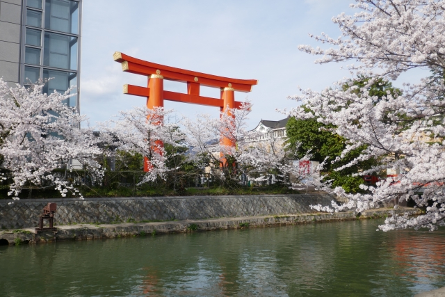 Heian Shrine Kyoto weeping cherry blossoms garden sakura Kyoto sightseeing