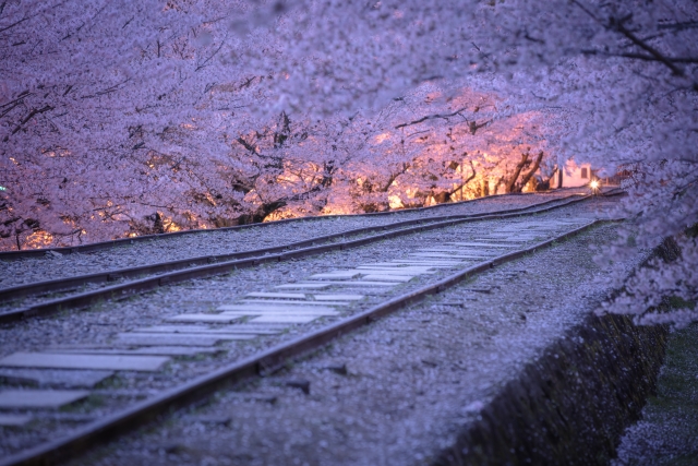 Keage Incline Kyoto cherry blossom railway sakura tunnel Kyoto photography spot