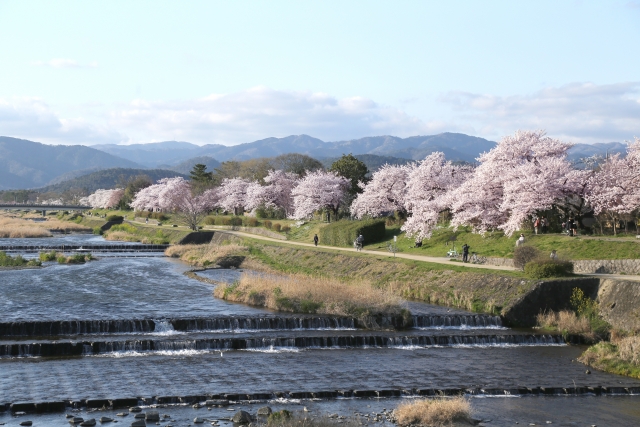 Kamo River Kyoto cherry blossoms riverside sakura walking spot Kyoto spring travel
