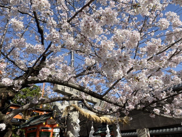 Gion Shirakawa Kyoto cherry blossoms traditional street sakura Kyoto night view